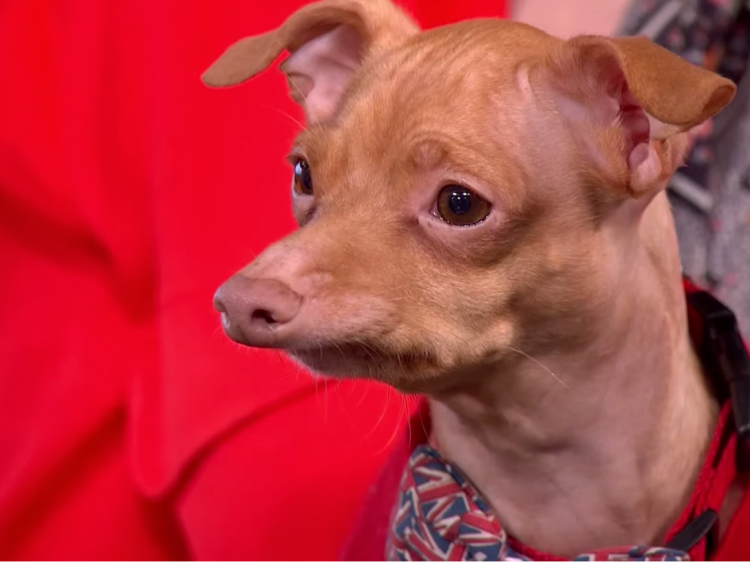 Собака с неправильным прикусом