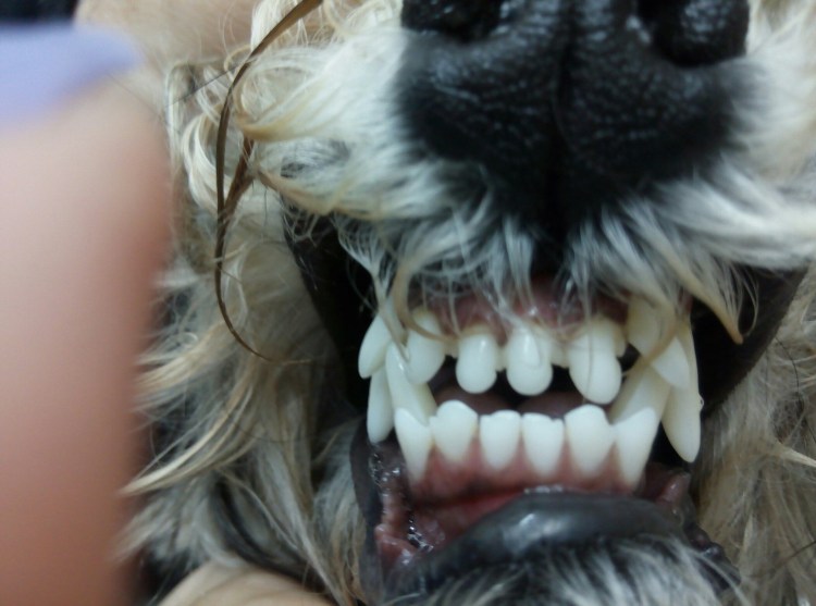 Собака с неправильным прикусом