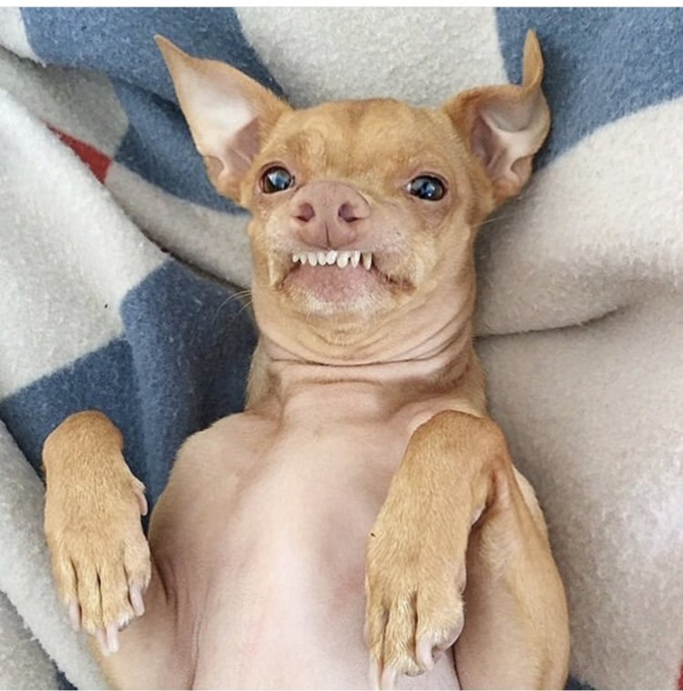 Собака с неправильным прикусом