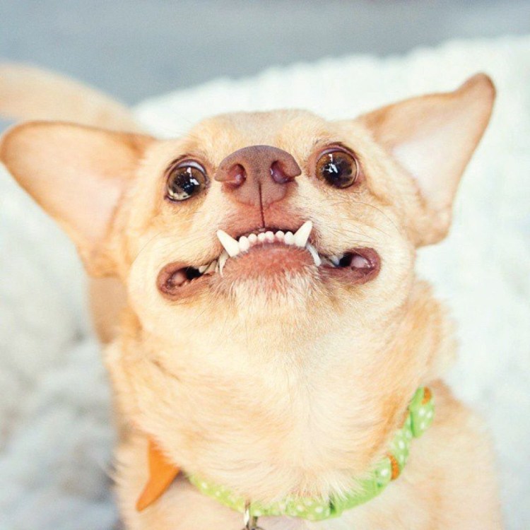 .Недокус недокус у собаки