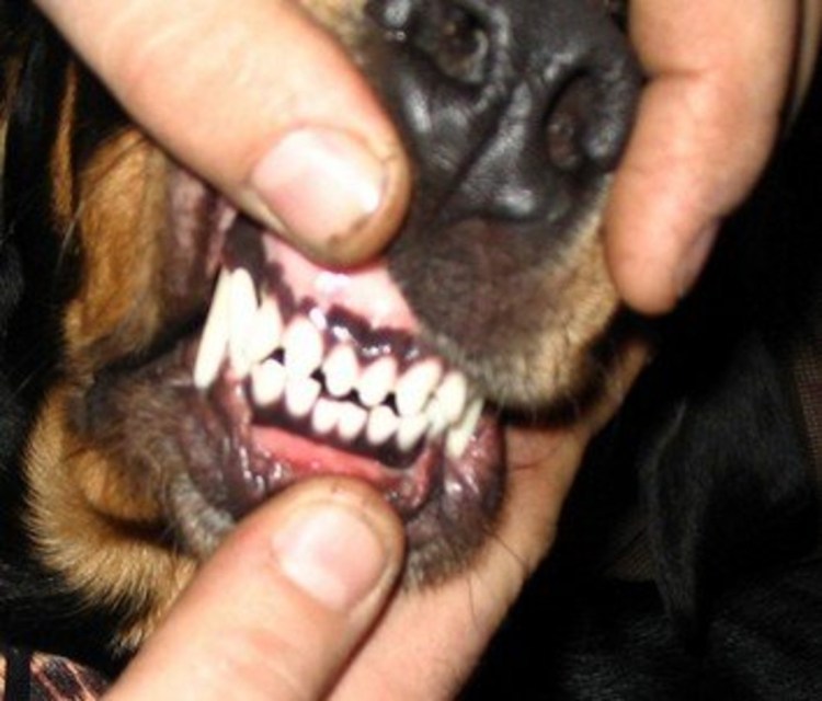 Чихуахуа кобби стандарт