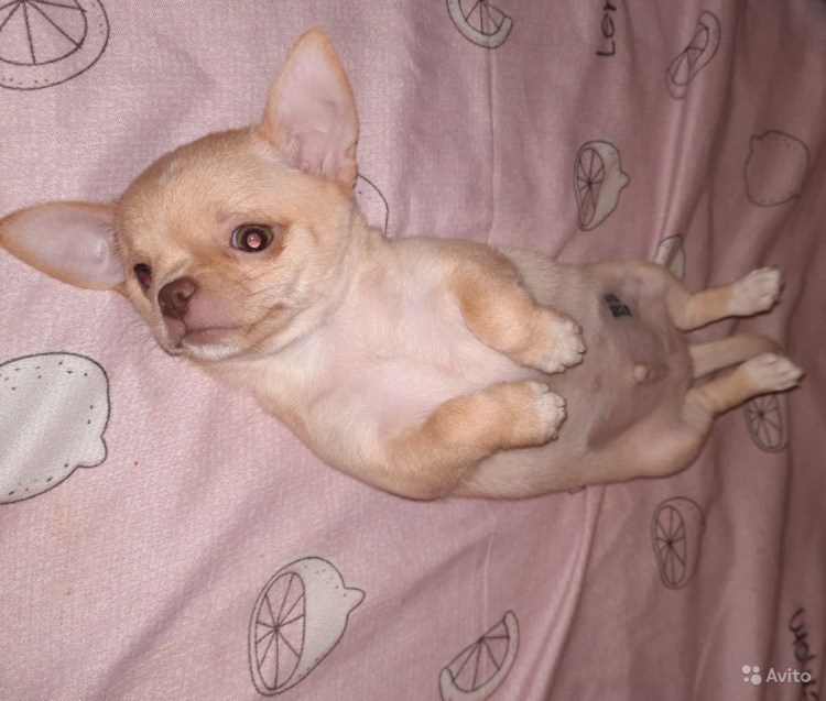 Неправильный прикус у чихуахуа