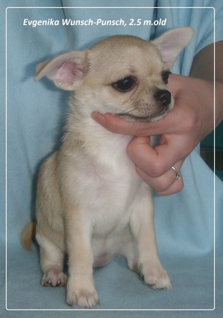 Неправильный прикус у чихуахуа