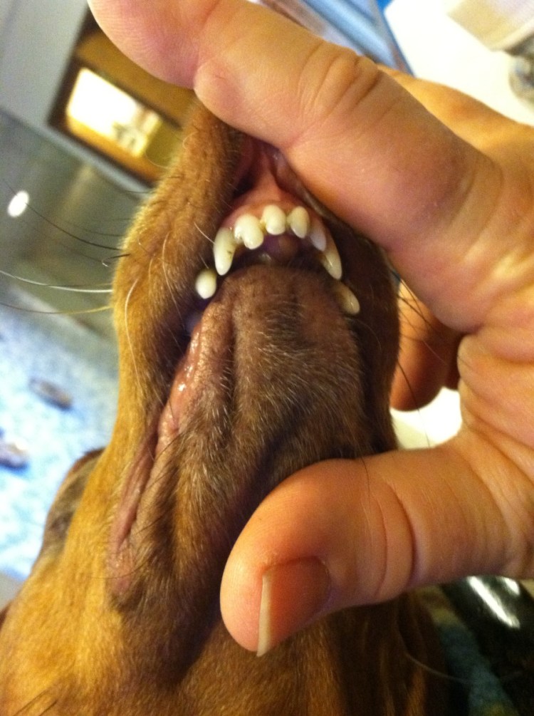 Неправильный прикус у щенка
