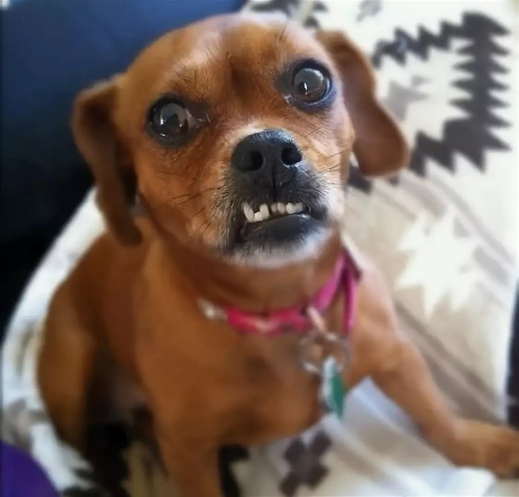 Неправильный прикус у чихуахуа