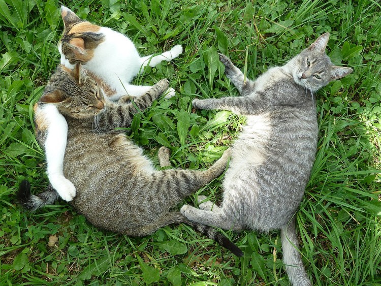 Счастливая Кошачья семья