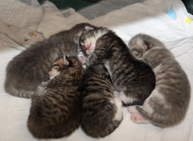 2 . Норвежская Лесная кошка