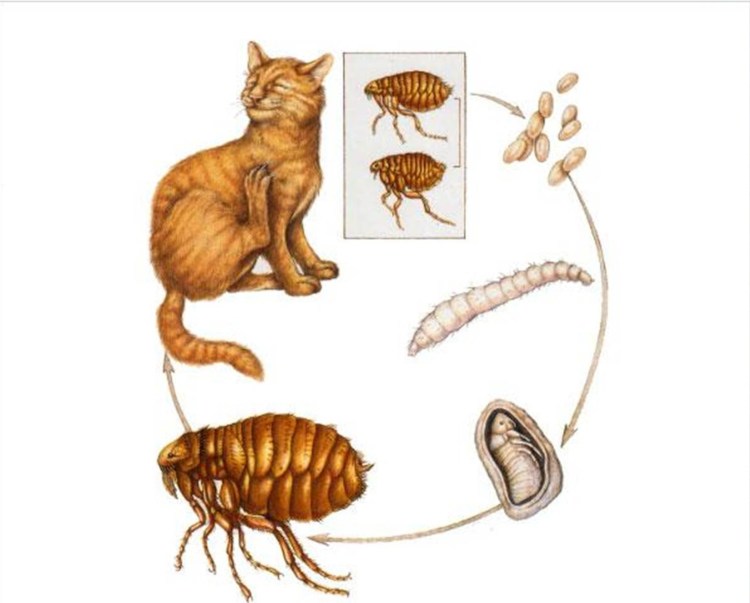 Корат порода кошек котенок