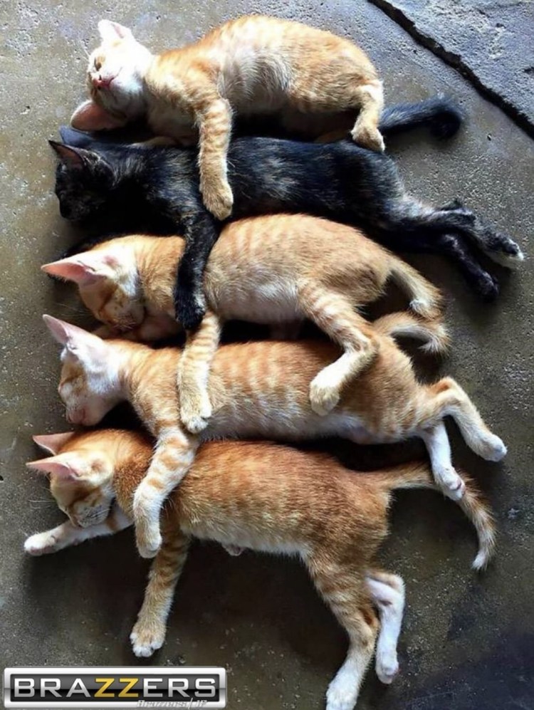 Много котов спят