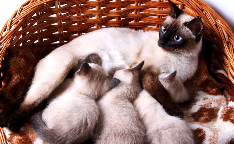 Сиамская кошка котенок