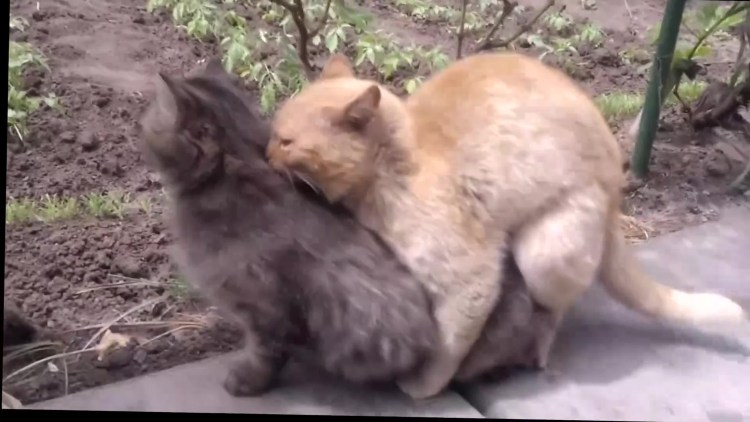 Коты спариваются
