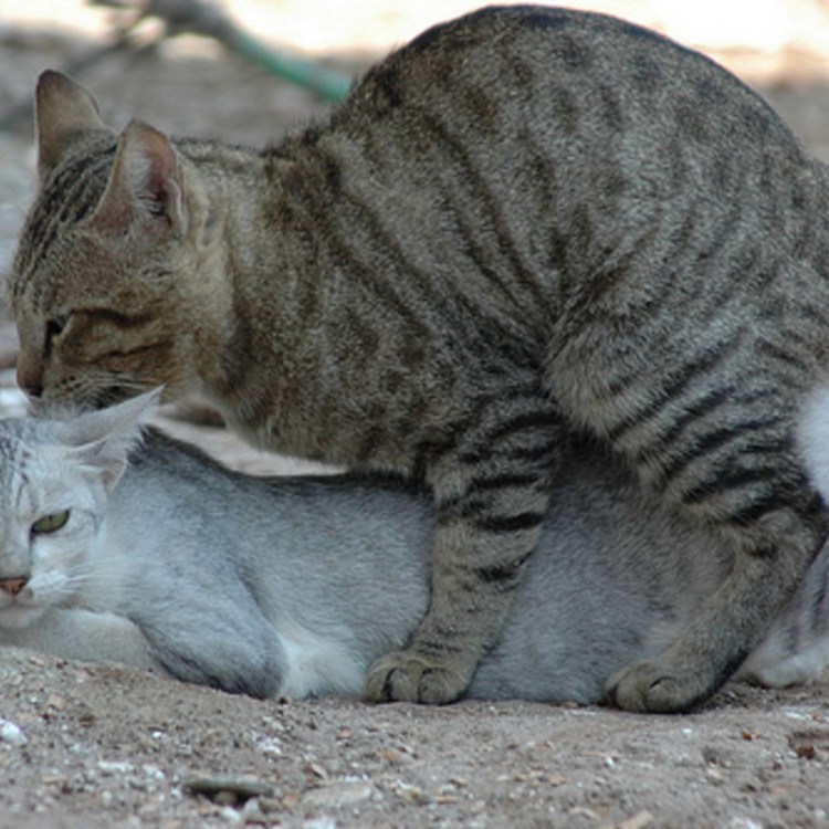 Коты спариваются