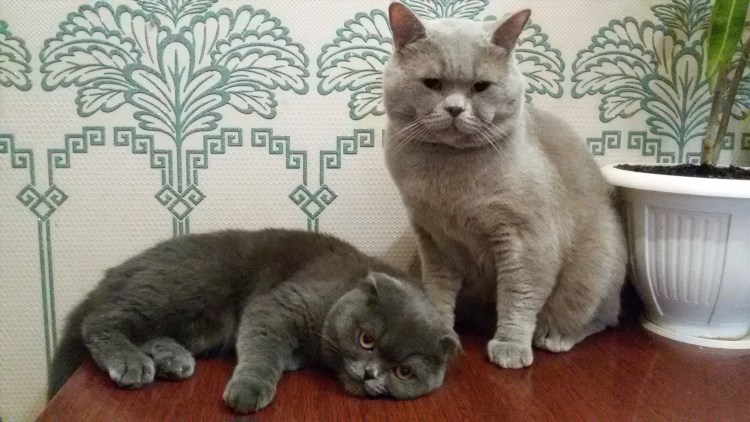 Любовь сфинксов