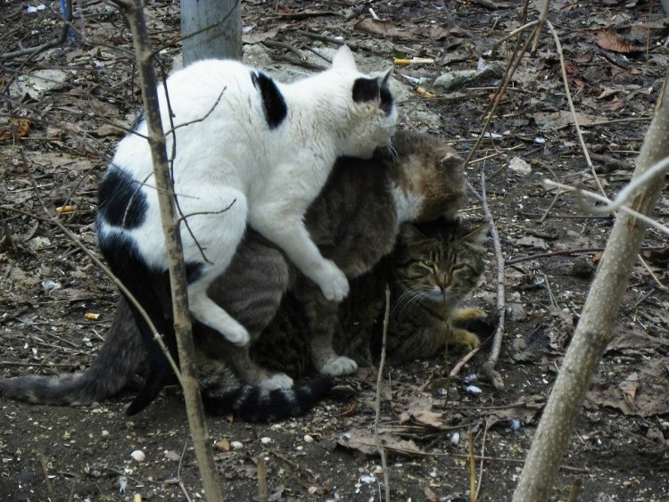 Кот спаривается