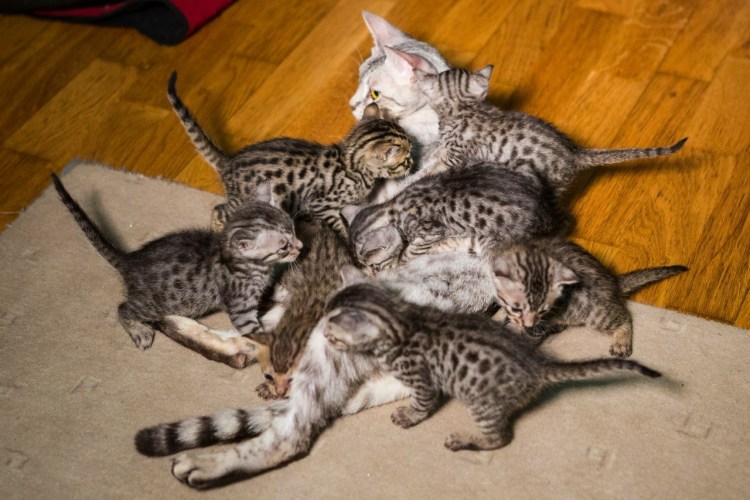 Британская вислоухая кошка