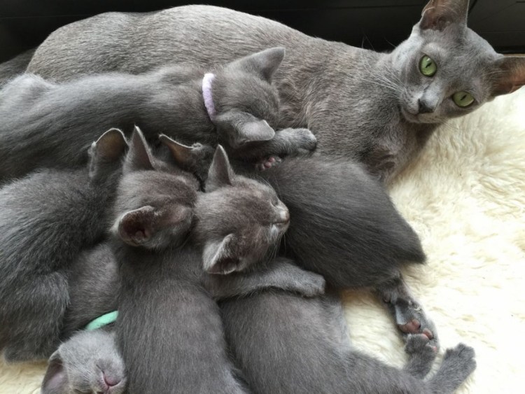 Шотландские кошки прямоухие