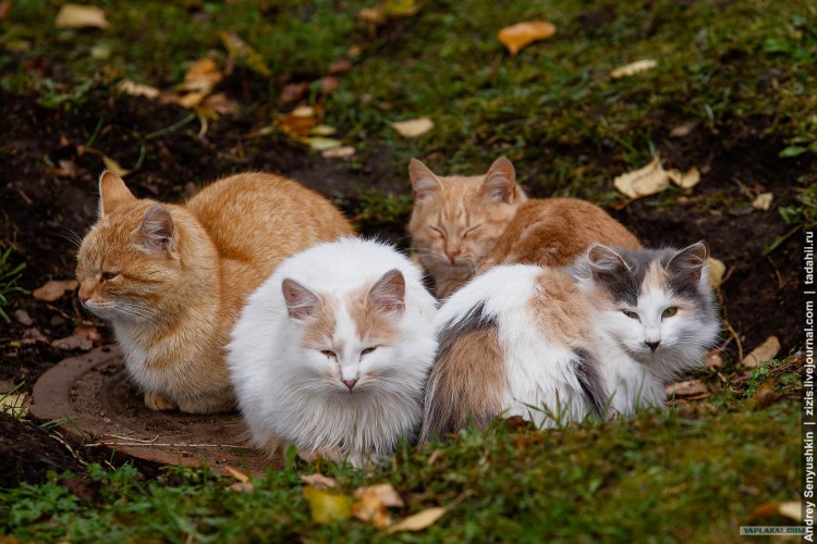 Размножение котиков