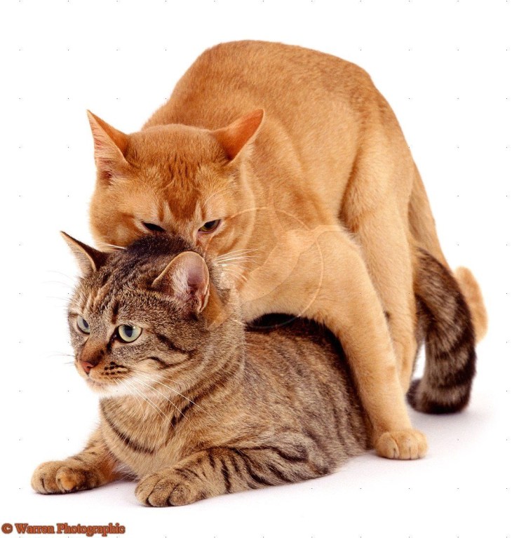 Кот источник позитива