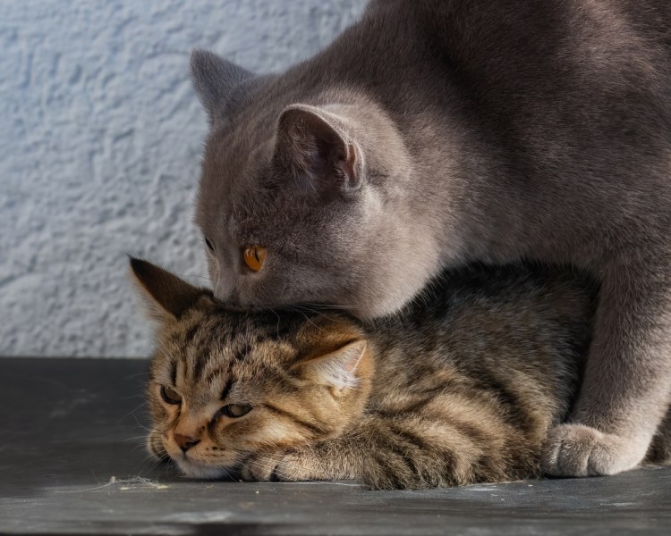 Кот облизывает кошку