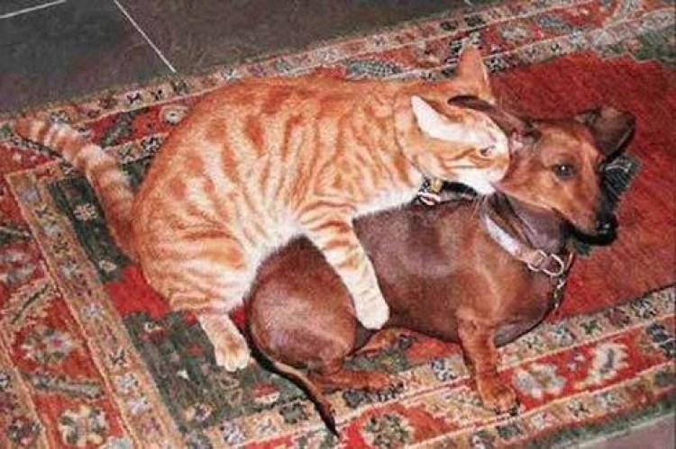 Коты размножаются