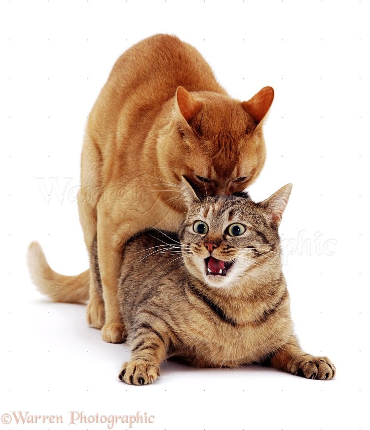 Кот валяется на травке