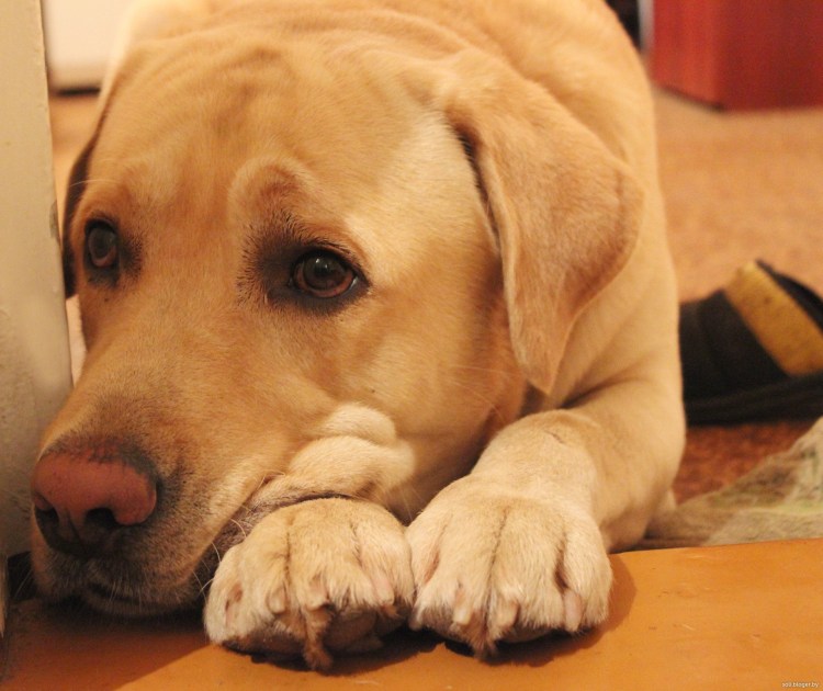 Обиженный щенок