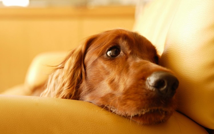 Обиженный пес