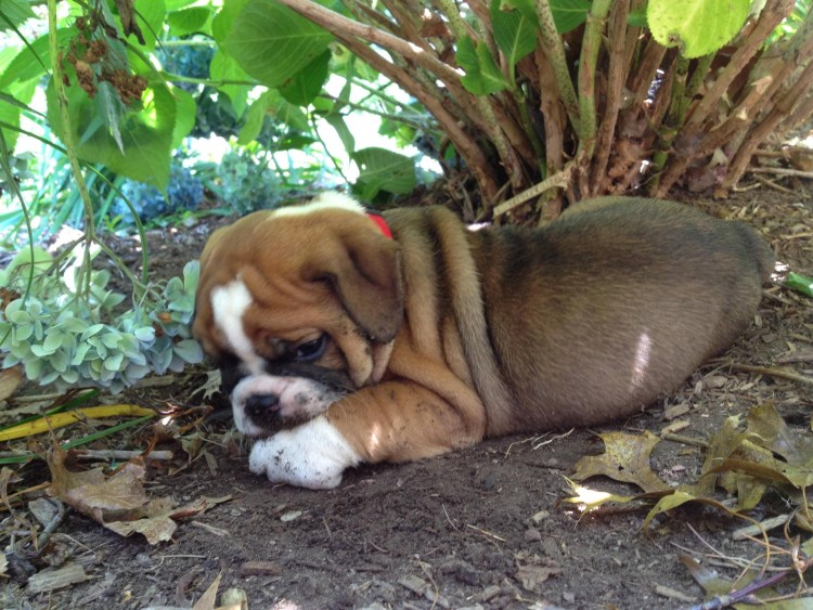 Бездомная собака плачет