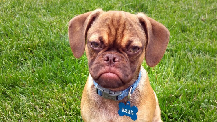 Пес обиделся