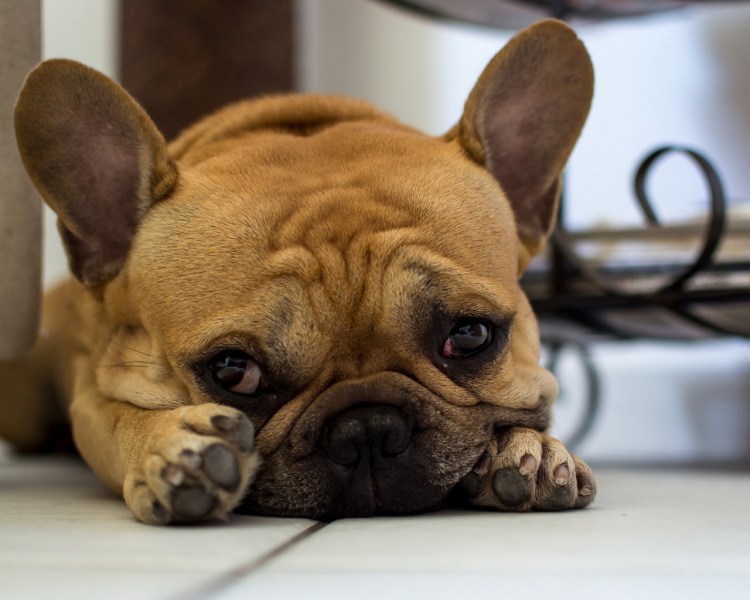 Милые и смешные собачки