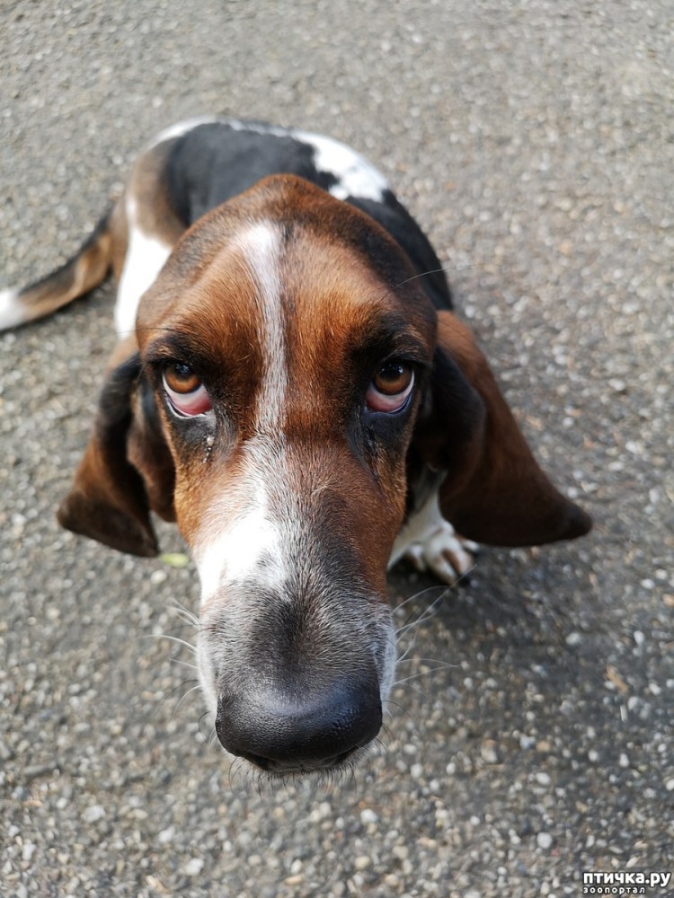 Тревожный пес