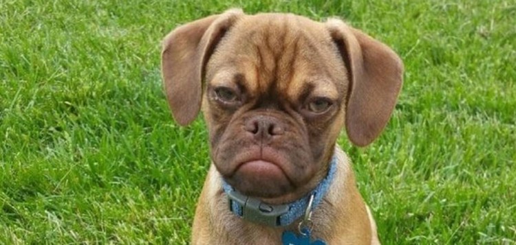 Грустная собачка