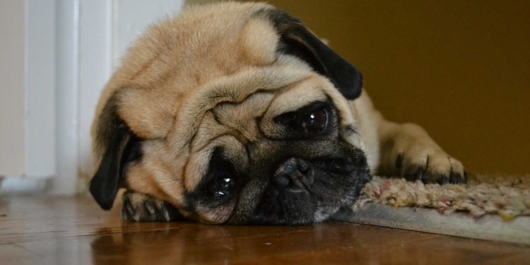 Обиженные мопсы