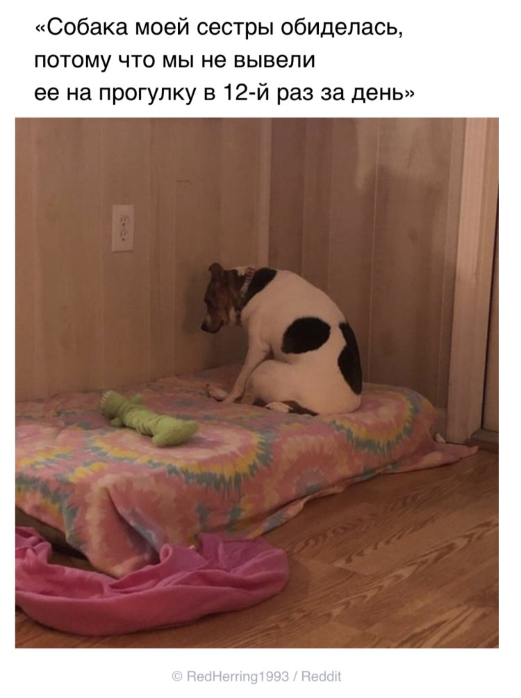 Социальная реклама животные