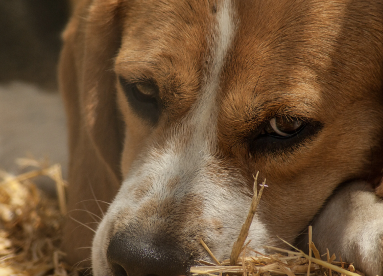 Обиженная собака