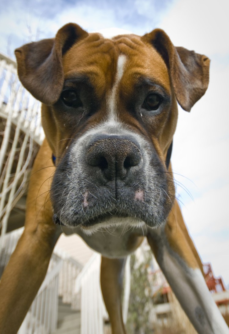 Обиженный щеночек