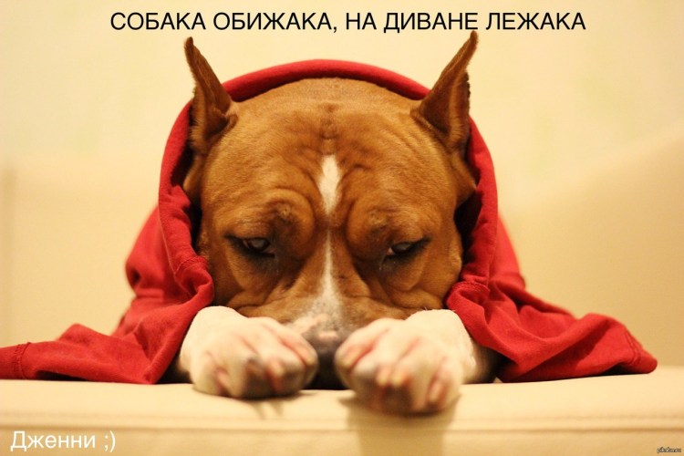 Обиженный щенок