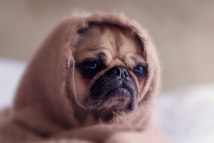 Обиженная собака