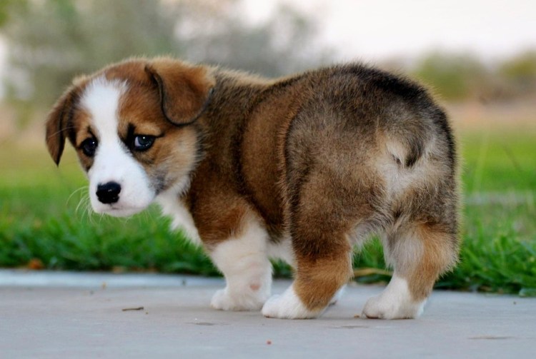 Грустный щенок