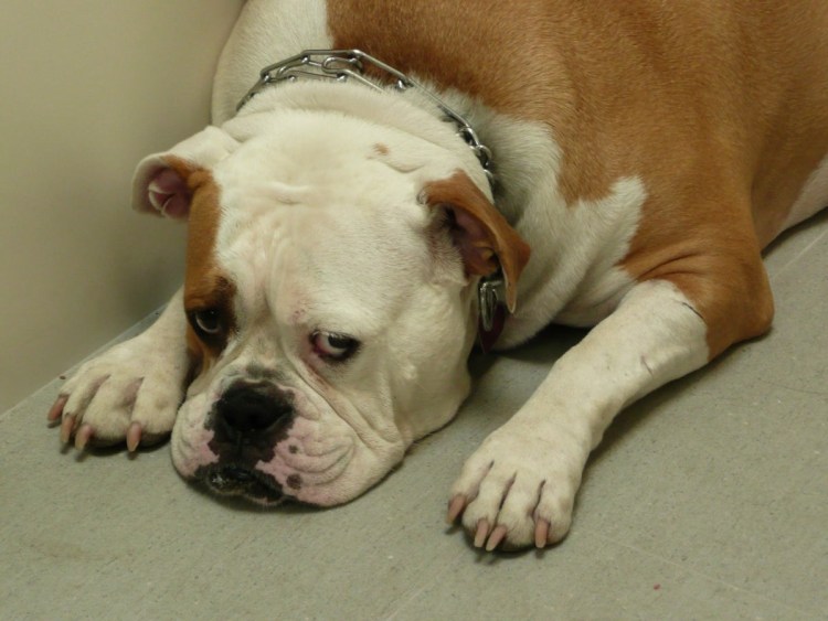 Обиженные собаки