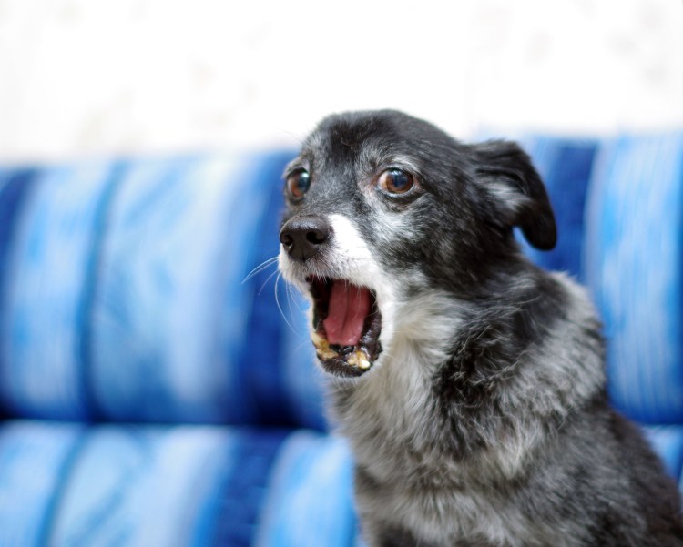 Обиженные собаки