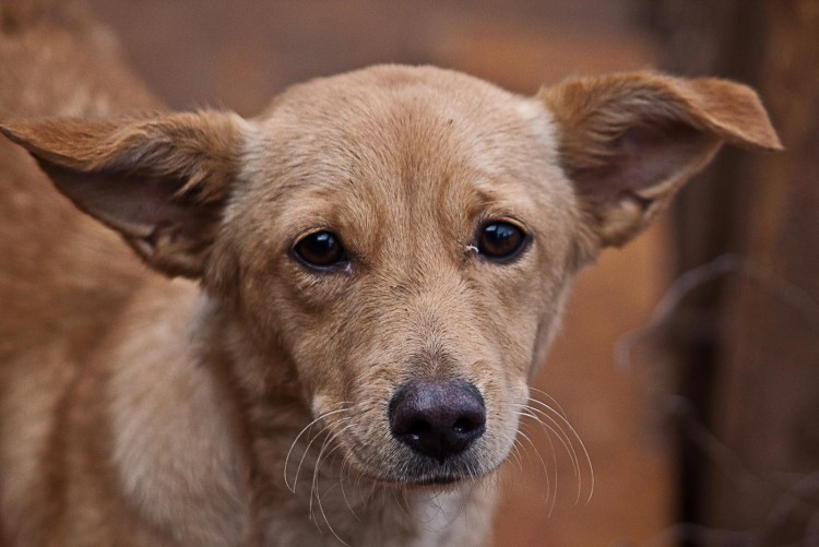 Собака обижена