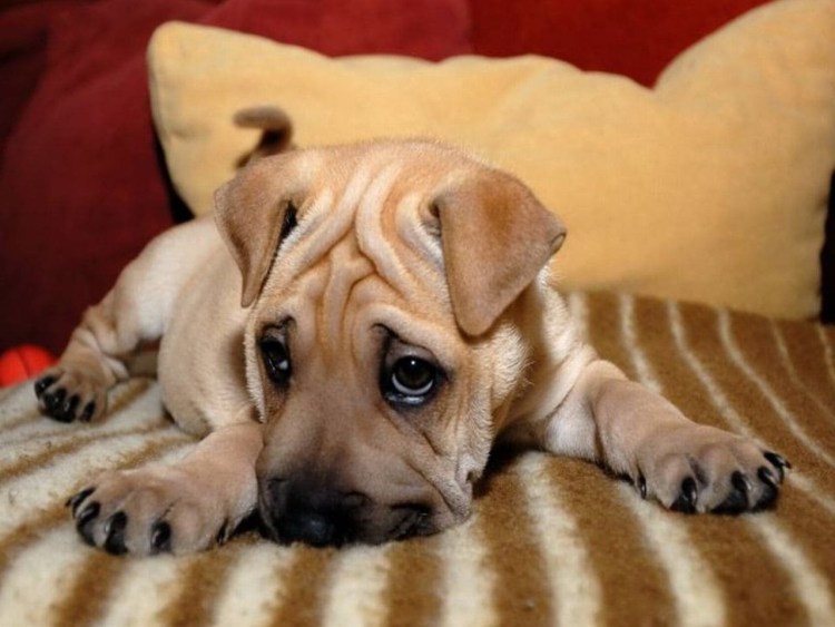 Обиженная собака