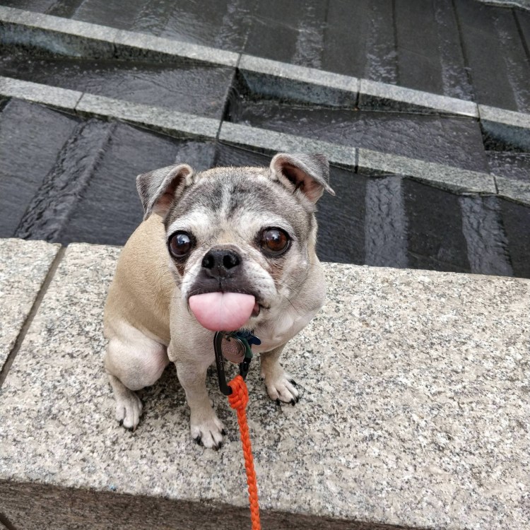 Ревность животных к хозяину