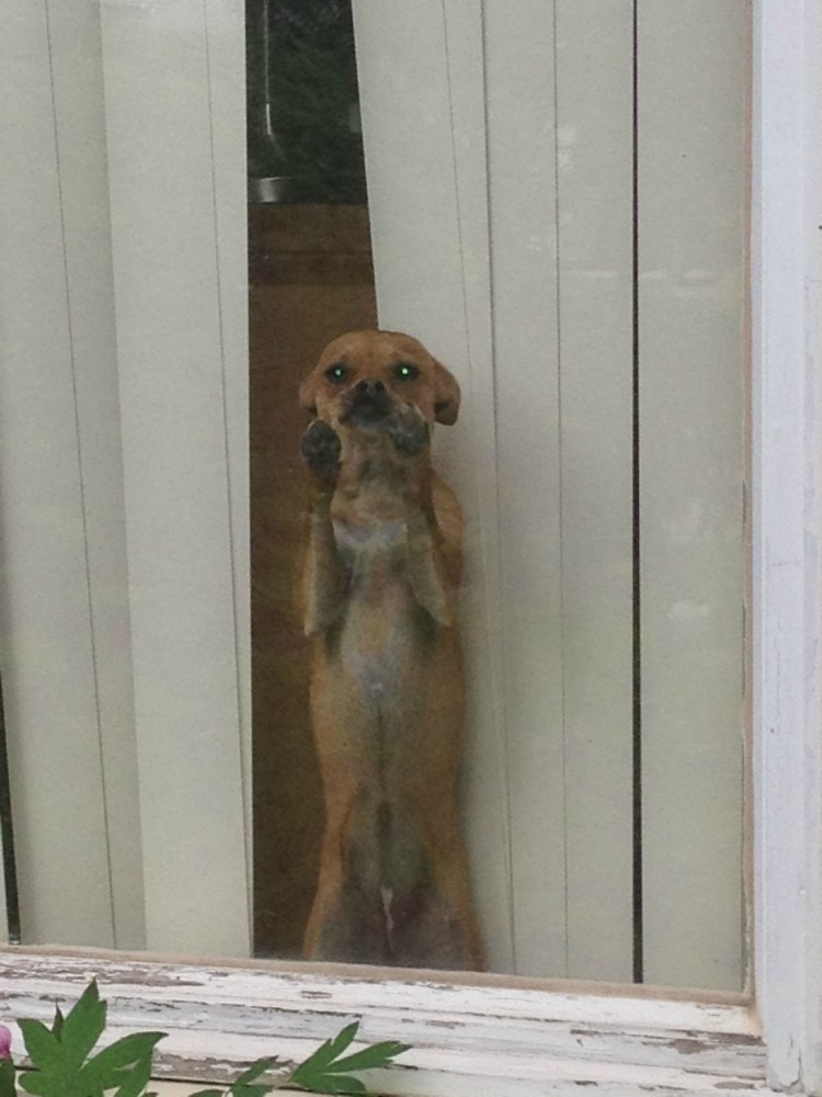 Грустный Мопс