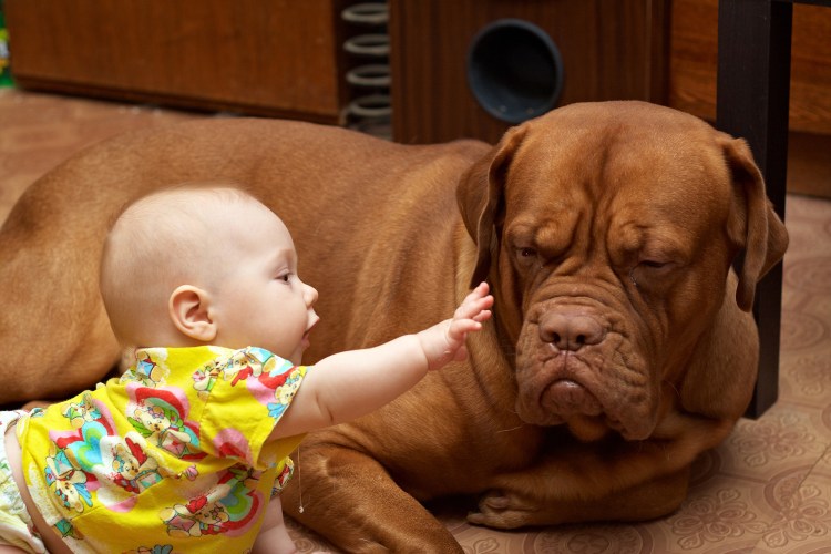 Собака сердится