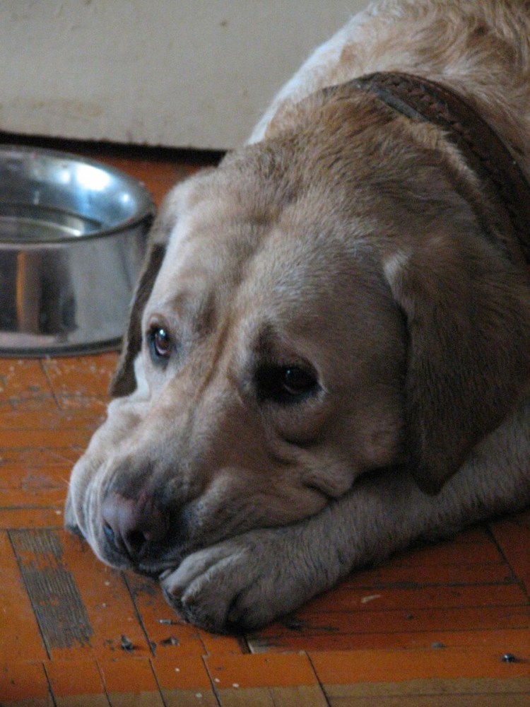 Обиженные животные