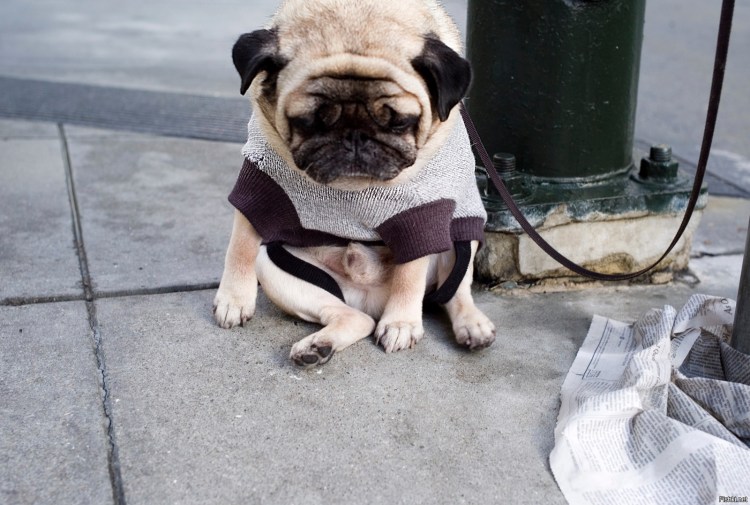 Гордая собака