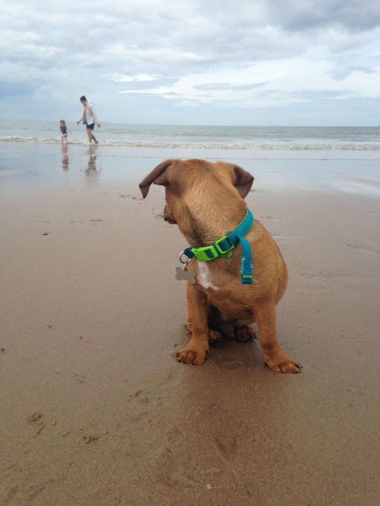 Собачья обида