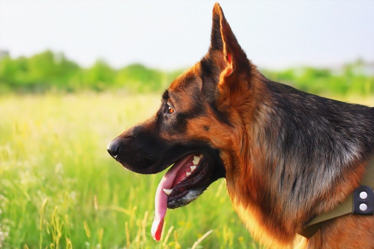 Красная немецкая овчарка